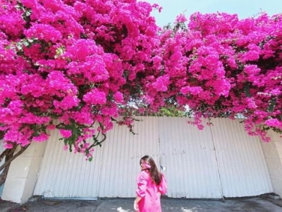 Sài Gòn <=> Bãi Sau Vũng Tàu